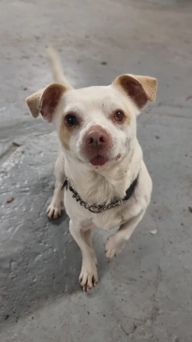 Toby, male 6yo Jack Russell Terrier for adoption at Newcastle Dog and Cat Shelter, Newcastle