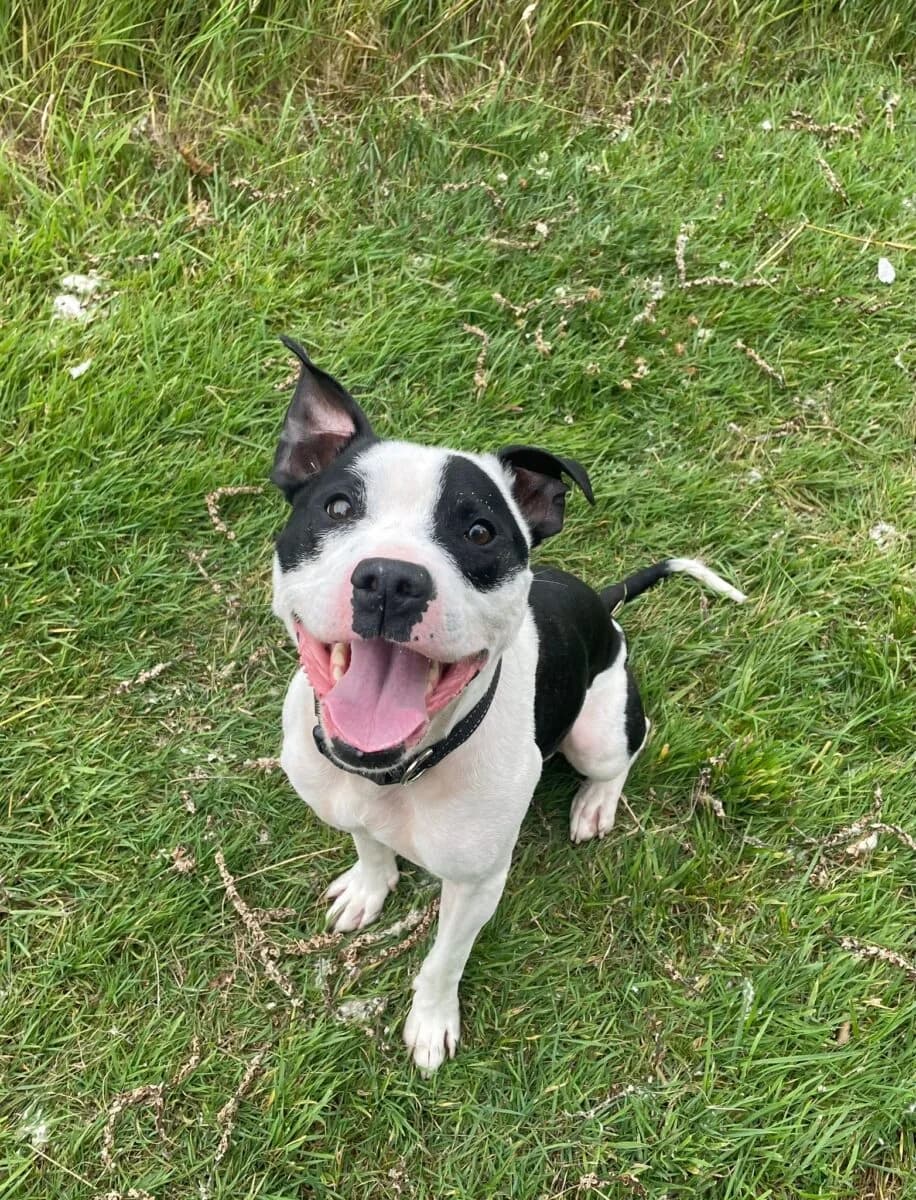 Troy, male puppy mixed breed for adoption at Newcastle Dog and Cat Shelter, Newcastle