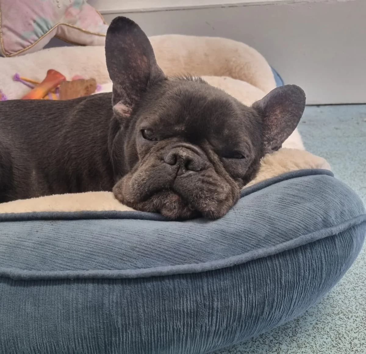 Venus, female English Bulldog for adoption at Newcastle Dog and Cat Shelter, Newcastle