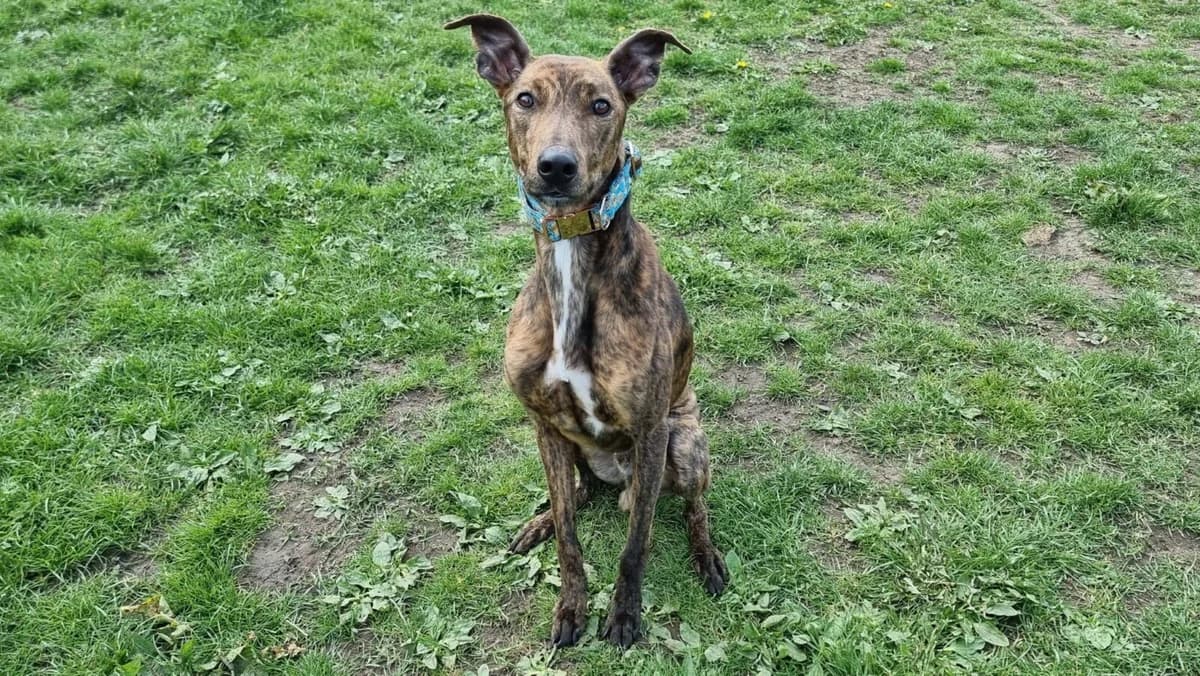 Wilf, male young Lurcher for adoption at Newcastle Dog and Cat Shelter, Newcastle