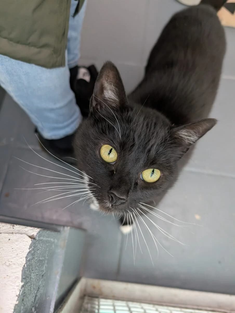 Willow, female mixed breed for adoption at Newcastle Dog and Cat Shelter, Newcastle
