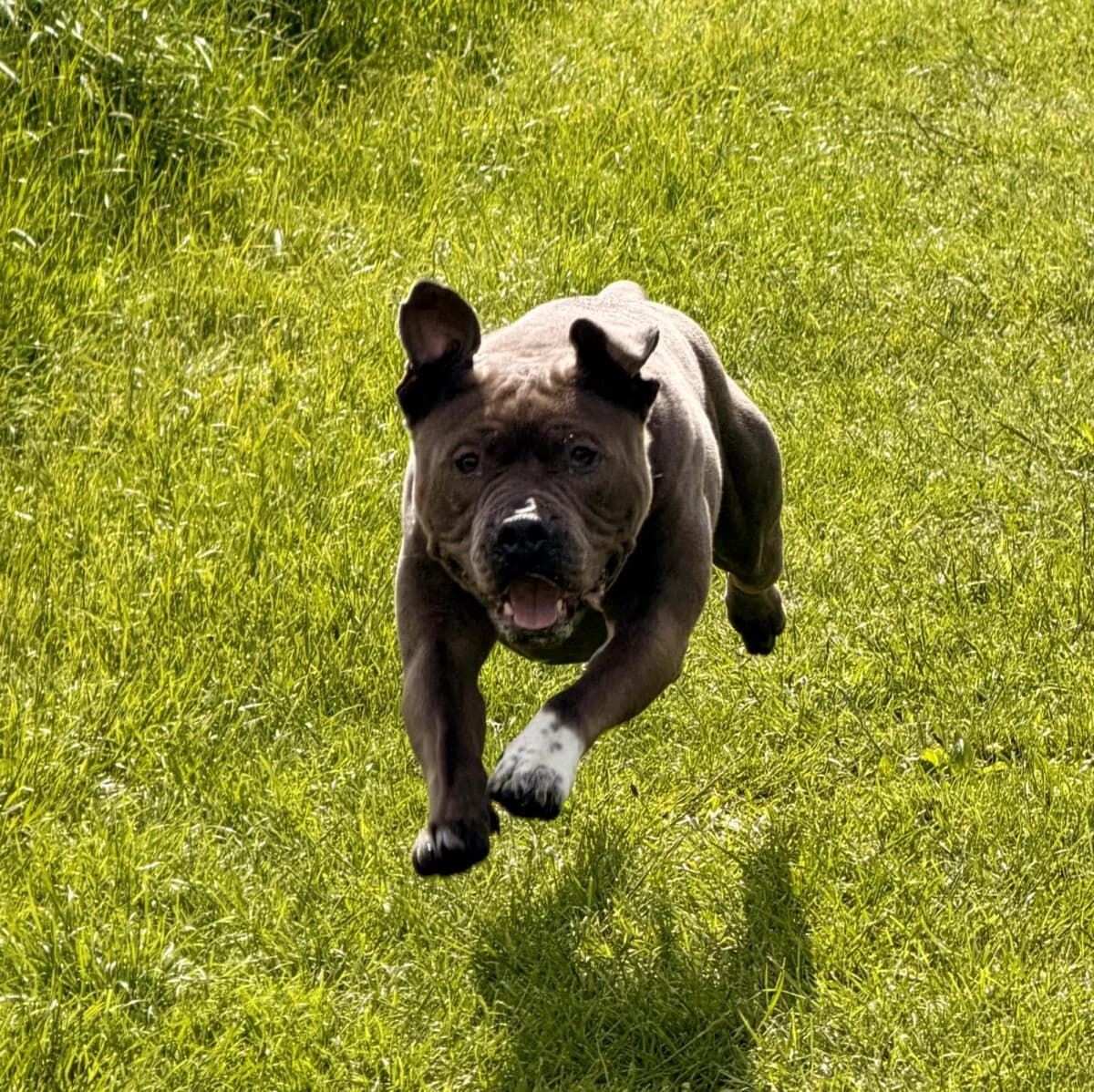Wyatt, male 5yo mixed breed for adoption at Newcastle Dog and Cat Shelter, Newcastle
