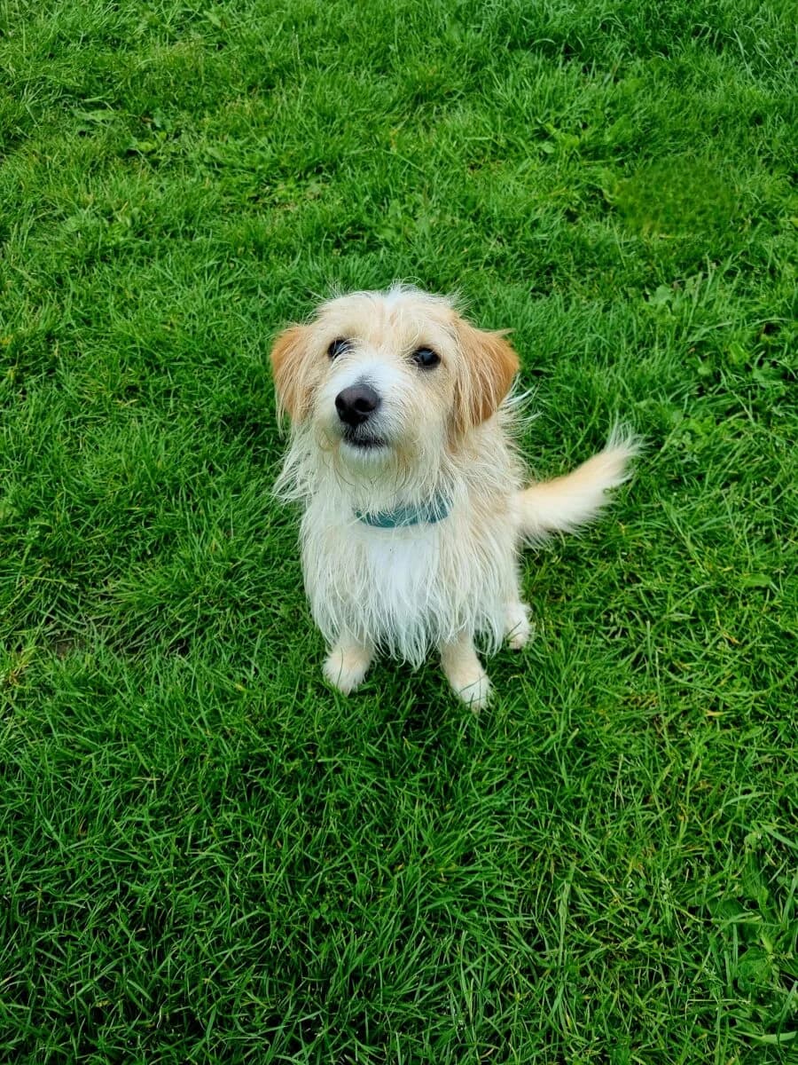 Zaion, male young Mixed Breed for adoption at Newcastle Dog and Cat Shelter, Newcastle