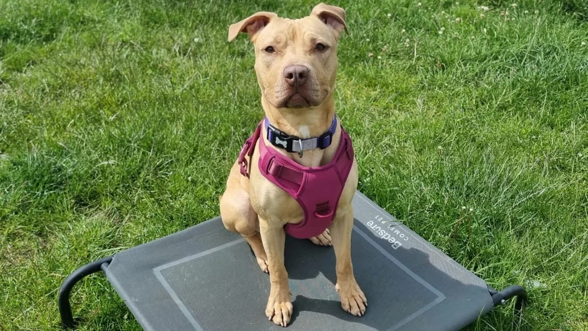 Zena, female young mixed breed for adoption at Newcastle Dog and Cat Shelter, Newcastle