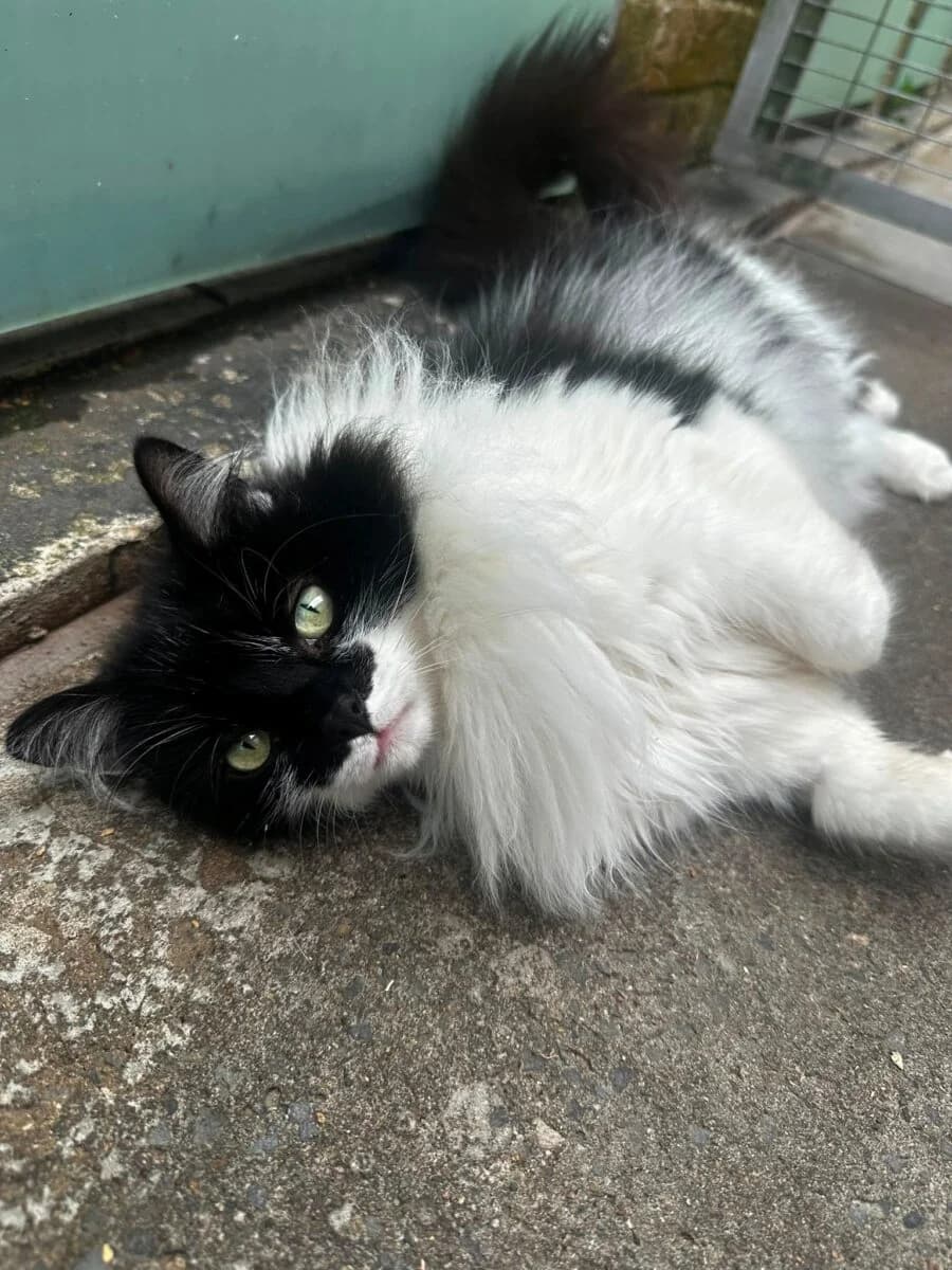 Zorro, male senior Mixed Breed for adoption at Newcastle Dog and Cat Shelter, Newcastle