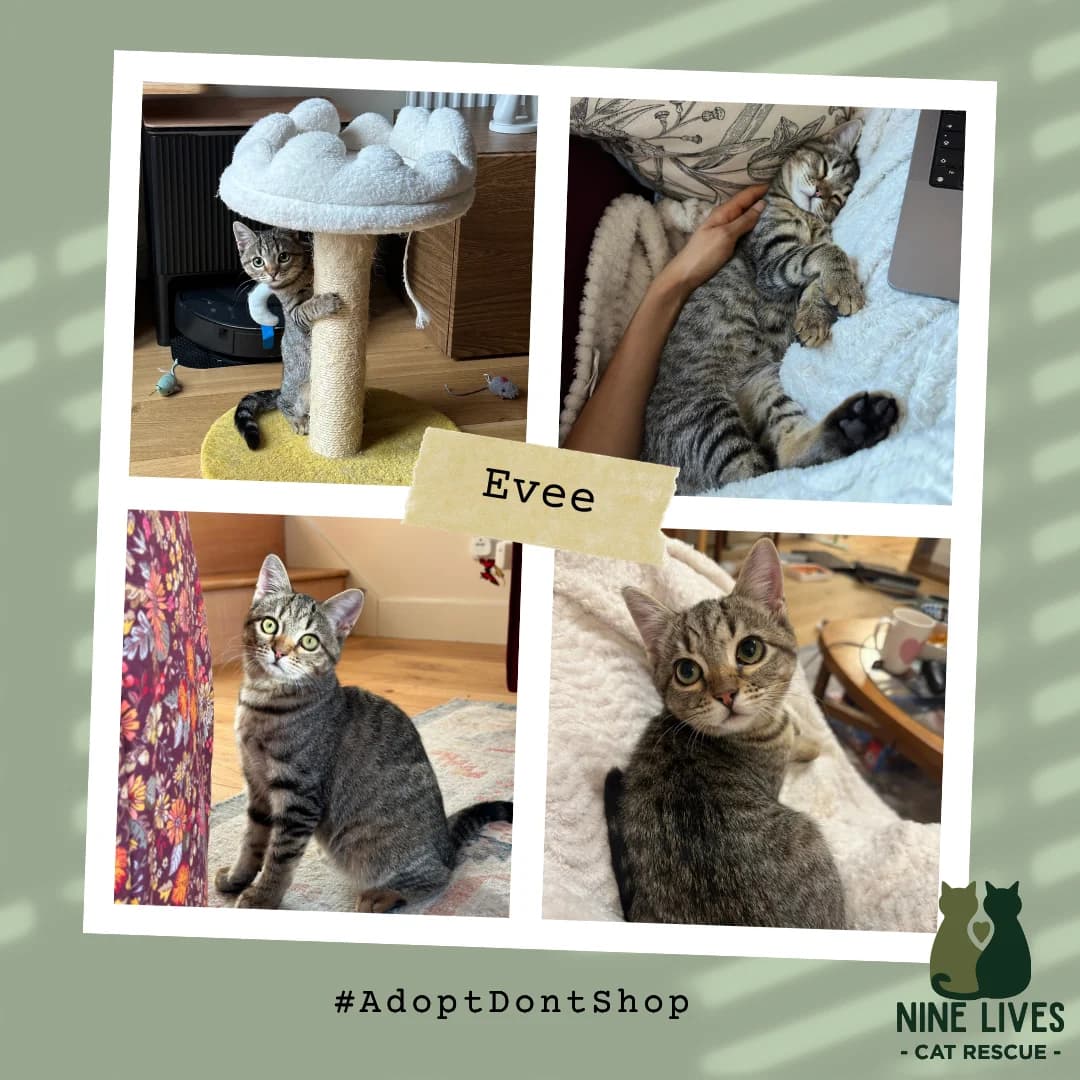 Evee, female puppy Mixed Breed for adoption at Nine Lives Cat Rescue