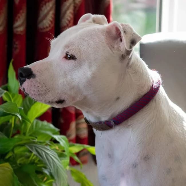 JASPER, male Mixed Breed for adoption at Northern Ireland Staffordshire Bull Terrier Rescue