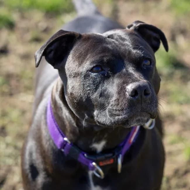 JEMIMA, female Mixed Breed for adoption at Northern Ireland Staffordshire Bull Terrier Rescue