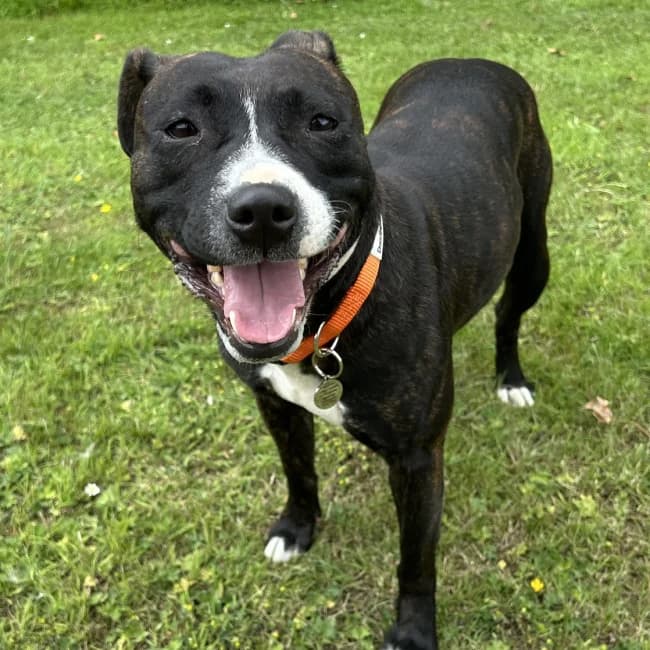 LUNA, female Mixed Breed for adoption at Northern Ireland Staffordshire Bull Terrier Rescue