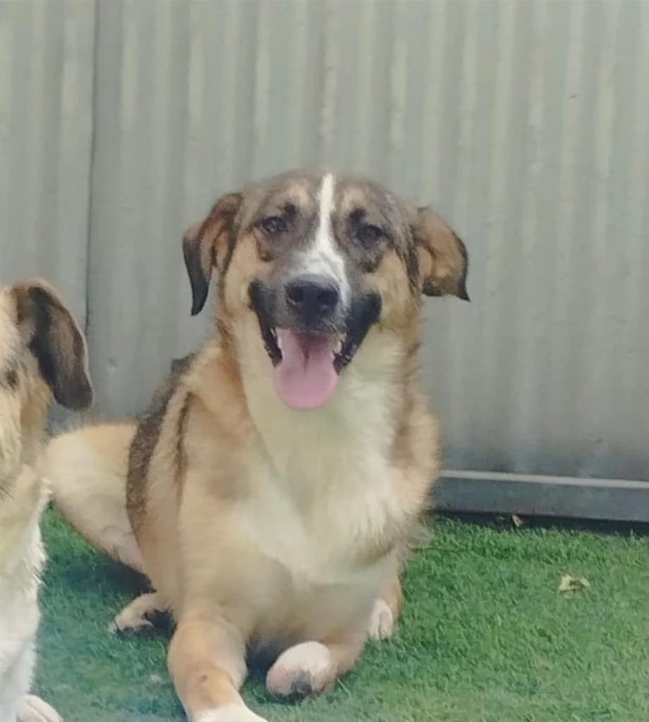 BENTO, male young Mixed Breed for adoption at Nowzad