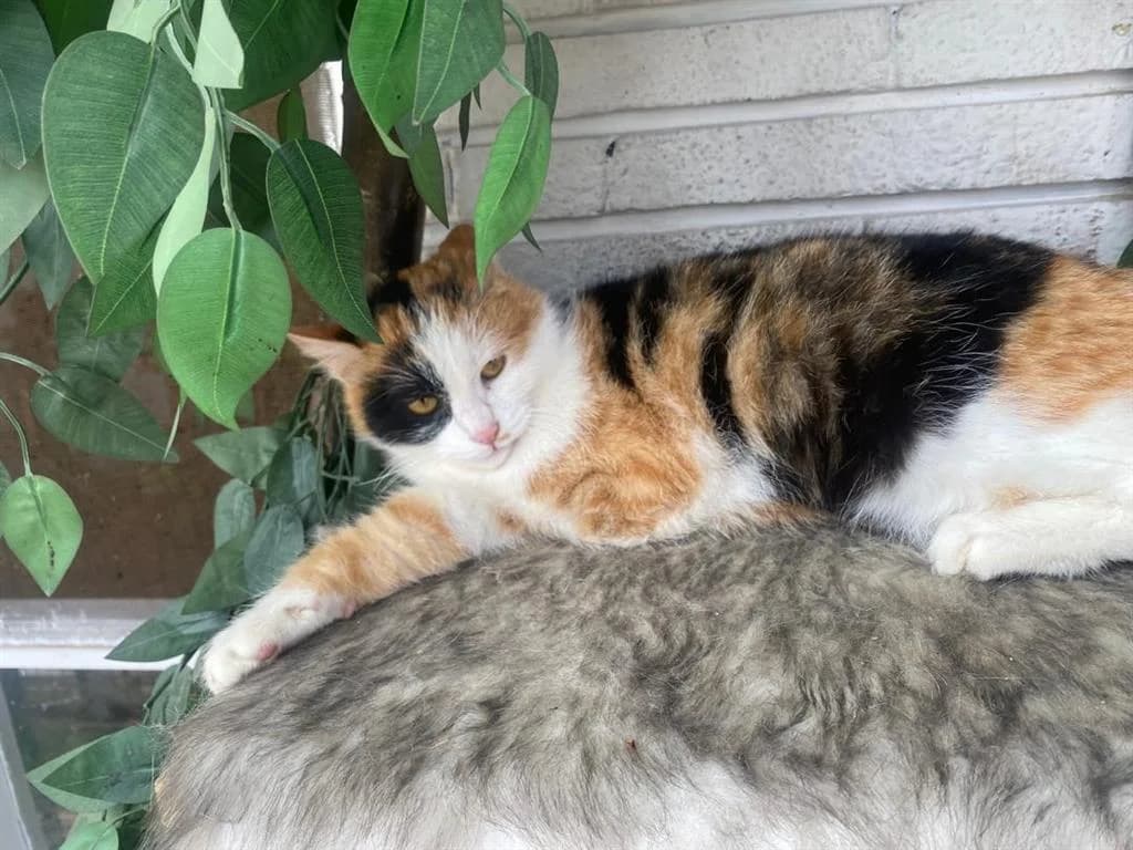 LEXI, female 3yo Mixed Breed Cat for adoption at Nowzad