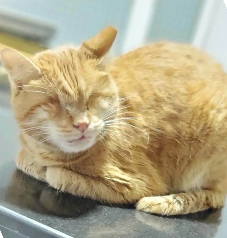 MAYLO, female 3yo Mixed Breed for adoption at Nowzad