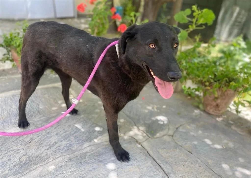 RANY, female 6yo Mixed Breed for adoption at Nowzad
