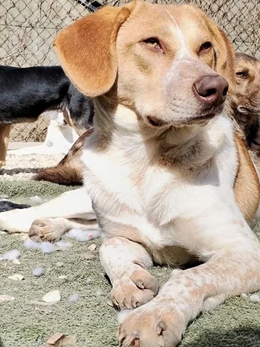 Adele, female young Mixed Breed for adoption at Oakwood Dog Rescue, Kingston upon Hull