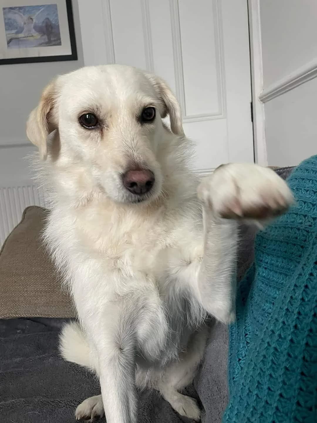 Alex, female 6yo Mixed Breed for adoption at Oakwood Dog Rescue, Kingston upon Hull