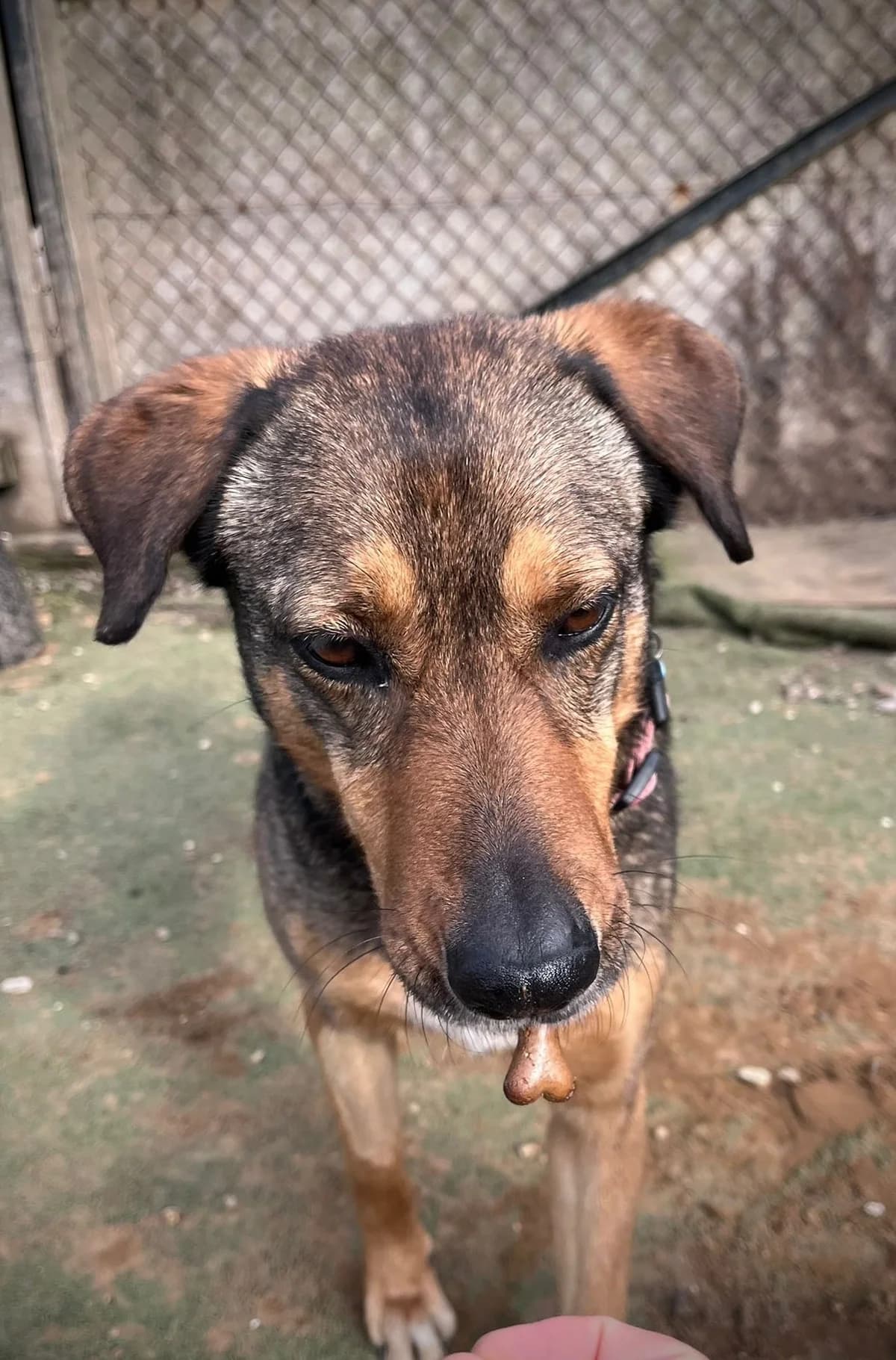 Amber, female 4yo Mixed Breed for adoption at Oakwood Dog Rescue, Kingston upon Hull