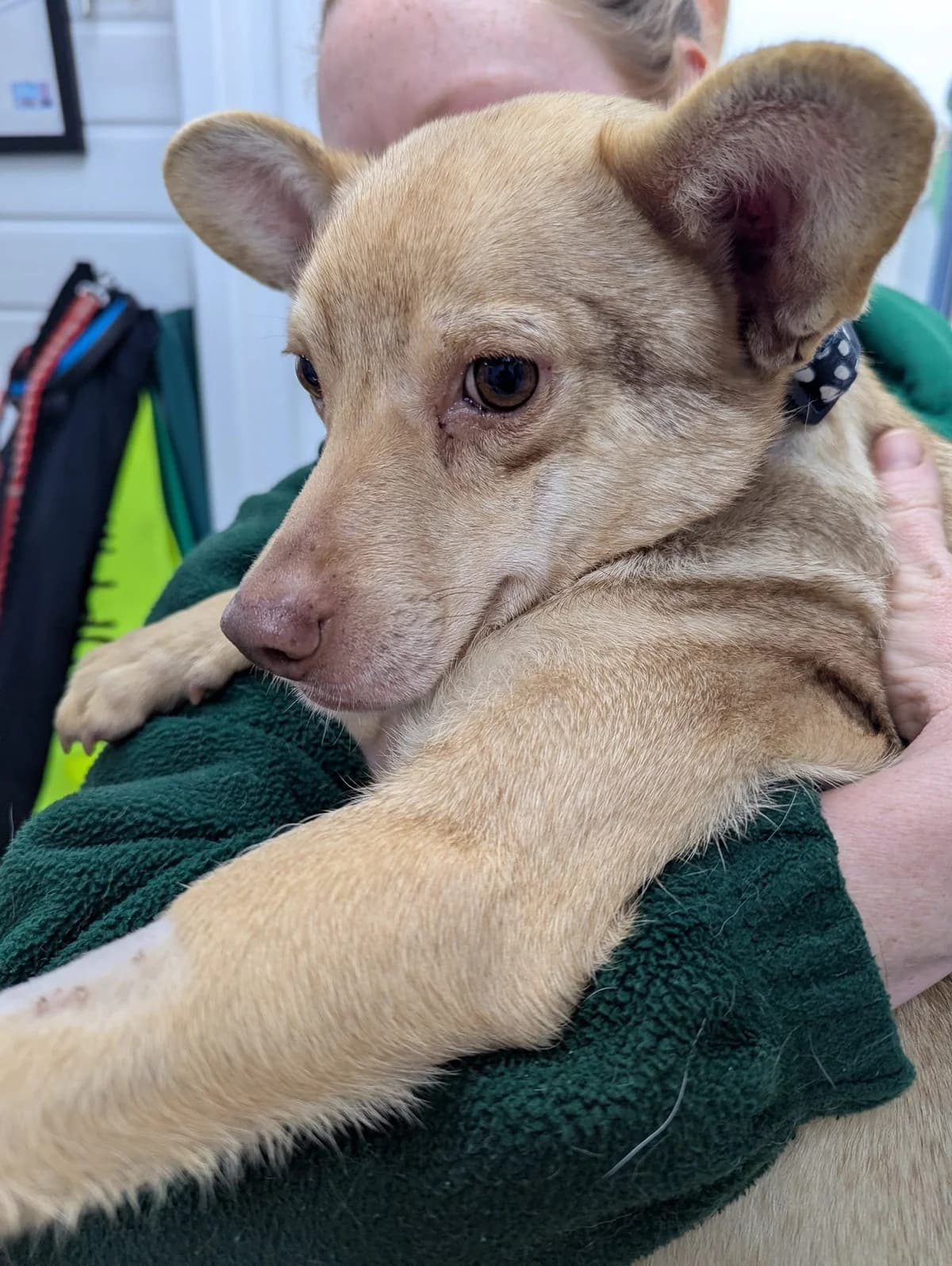 Billi,  4yo Mixed Breed for adoption at Oakwood Dog Rescue, Kingston upon Hull
