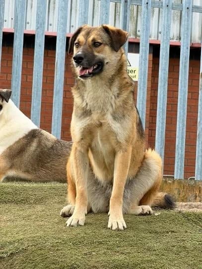 Brioche, female puppy Mixed Breed for adoption at Oakwood Dog Rescue, Kingston upon Hull