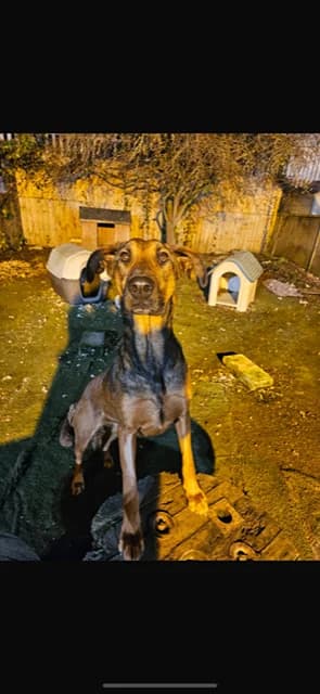 Carrie, female 4yo Mixed Breed for adoption at Oakwood Dog Rescue, Kingston upon Hull