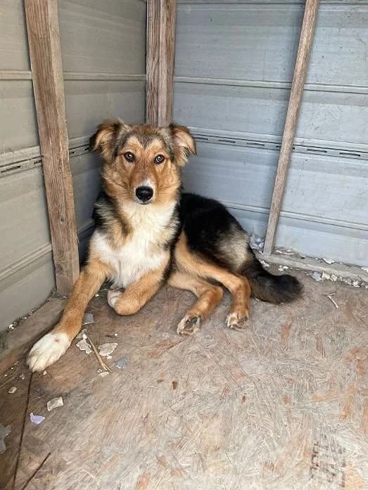 Chester, male young Mixed Breed for adoption at Oakwood Dog Rescue, Kingston upon Hull