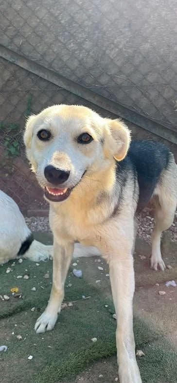 Honey,  young Mixed Breed for adoption at Oakwood Dog Rescue, Kingston upon Hull