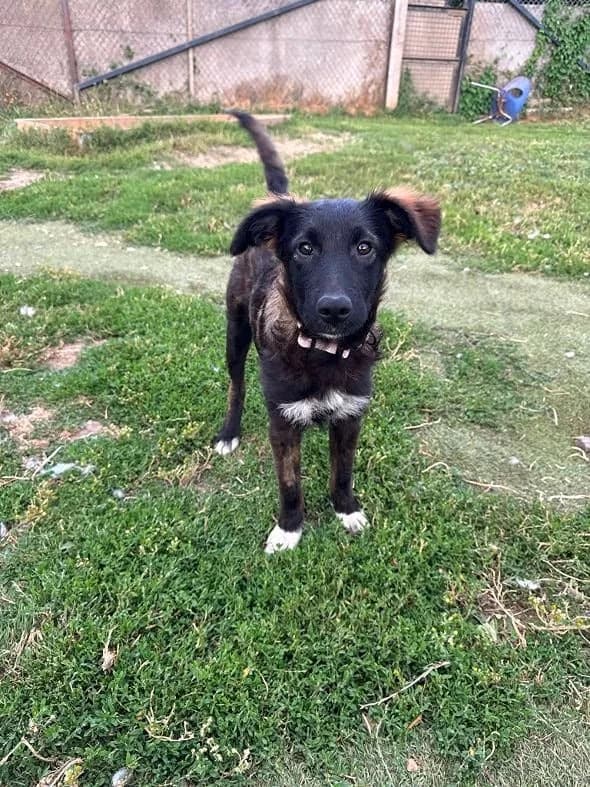 Iris, female puppy Mixed Breed for adoption at Oakwood Dog Rescue, Kingston upon Hull