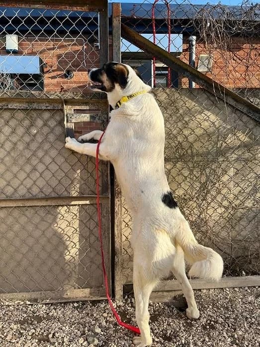 Koda, male young Mixed Breed for adoption at Oakwood Dog Rescue, Kingston upon Hull