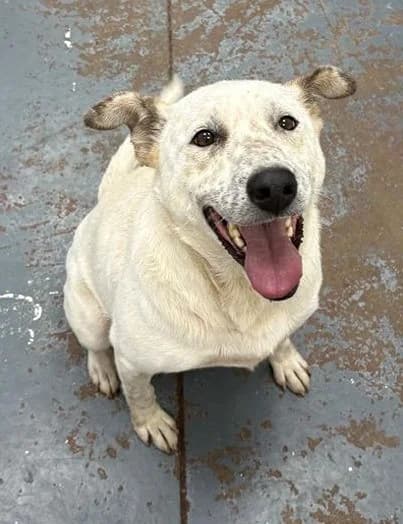 Kona, male 4yo Mixed Breed for adoption at Oakwood Dog Rescue, Kingston upon Hull