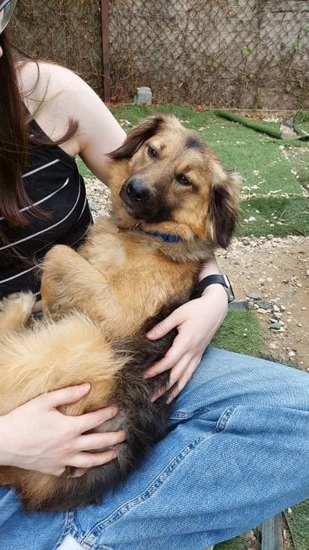 Maeve,  young Mixed Breed for adoption at Oakwood Dog Rescue, Kingston upon Hull
