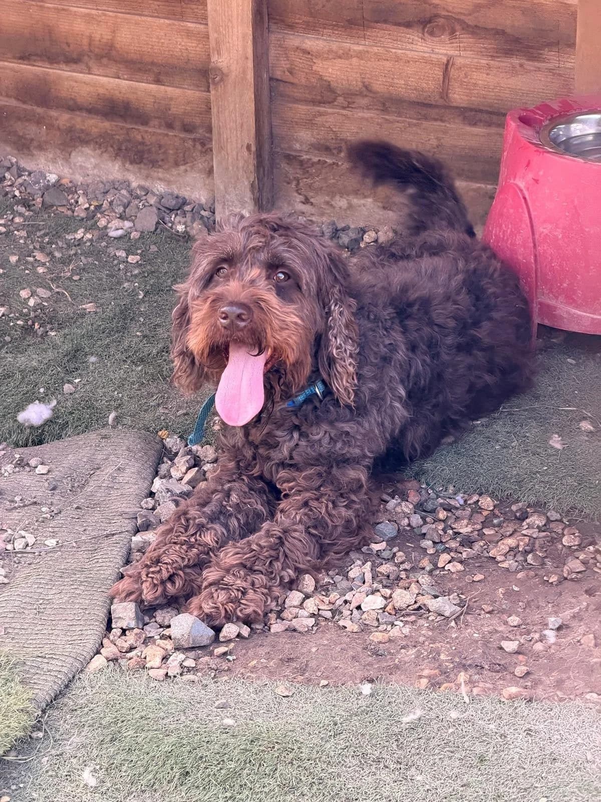 Merlin, male 6yo Poodle for adoption at Oakwood Dog Rescue, Kingston upon Hull