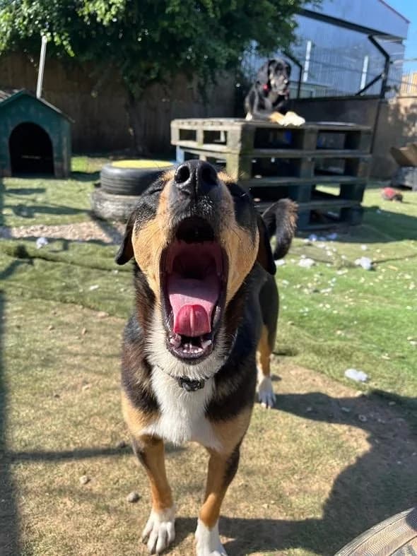 Peanut,  young Mixed Breed for adoption at Oakwood Dog Rescue, Kingston upon Hull
