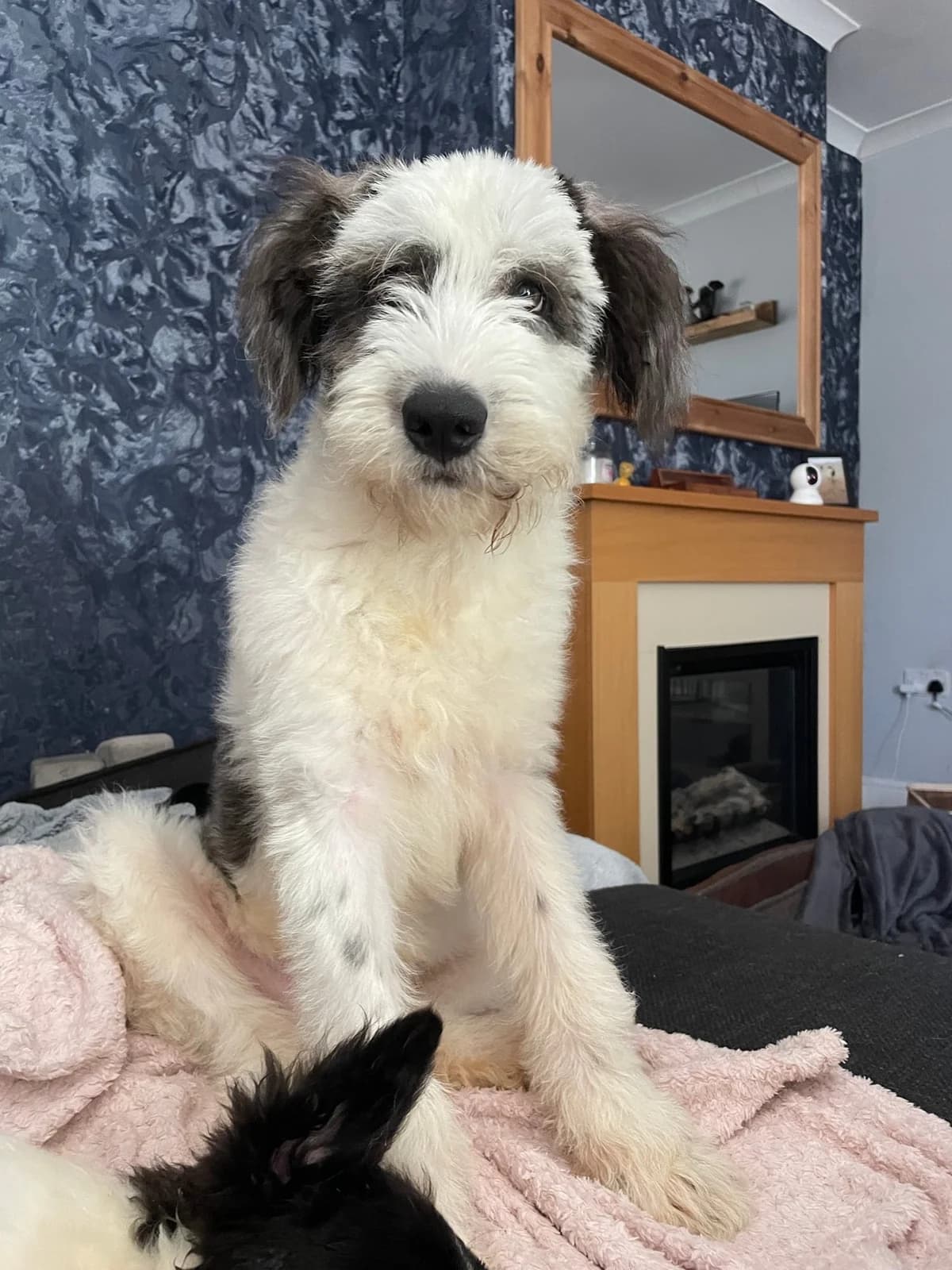 Pongo, male puppy Mixed Breed for adoption at Oakwood Dog Rescue, Kingston upon Hull