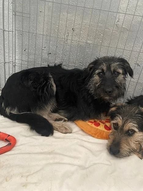 Rhubarb,  puppy Mixed Breed for adoption at Oakwood Dog Rescue, Kingston upon Hull