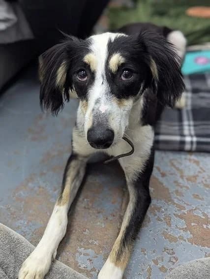 Rhupert,  young Saluki for adoption at Oakwood Dog Rescue, Kingston upon Hull