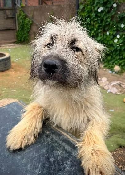 Roo, female young Mixed Breed for adoption at Oakwood Dog Rescue, Kingston upon Hull
