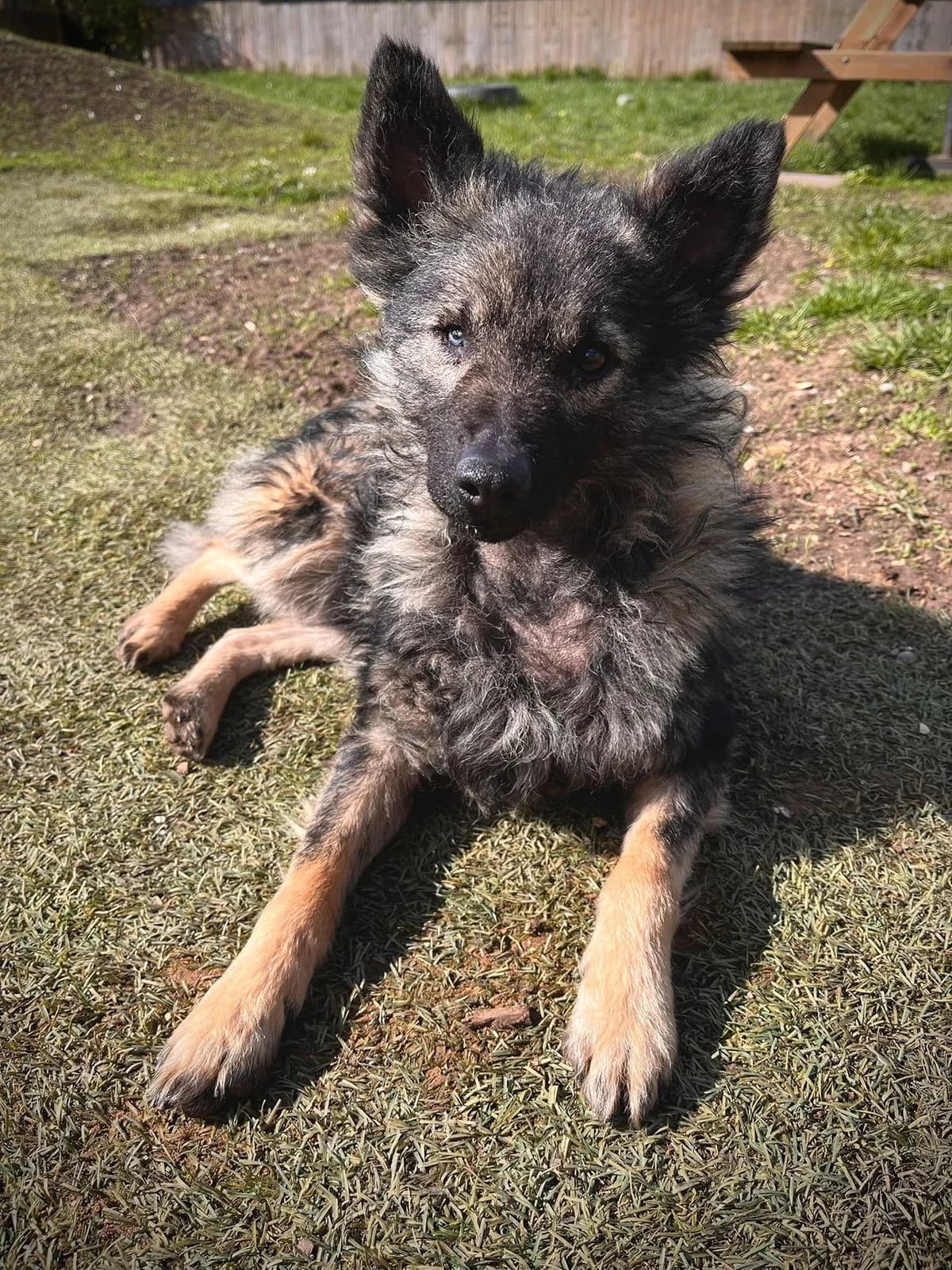 Sebastian,  puppy Mixed Breed for adoption at Oakwood Dog Rescue, Kingston upon Hull