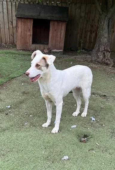 Sparrow,  puppy Mixed Breed for adoption at Oakwood Dog Rescue, Kingston upon Hull