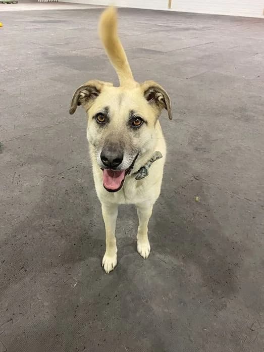 Sunny, male 5yo Mixed Breed for adoption at Oakwood Dog Rescue, Kingston upon Hull