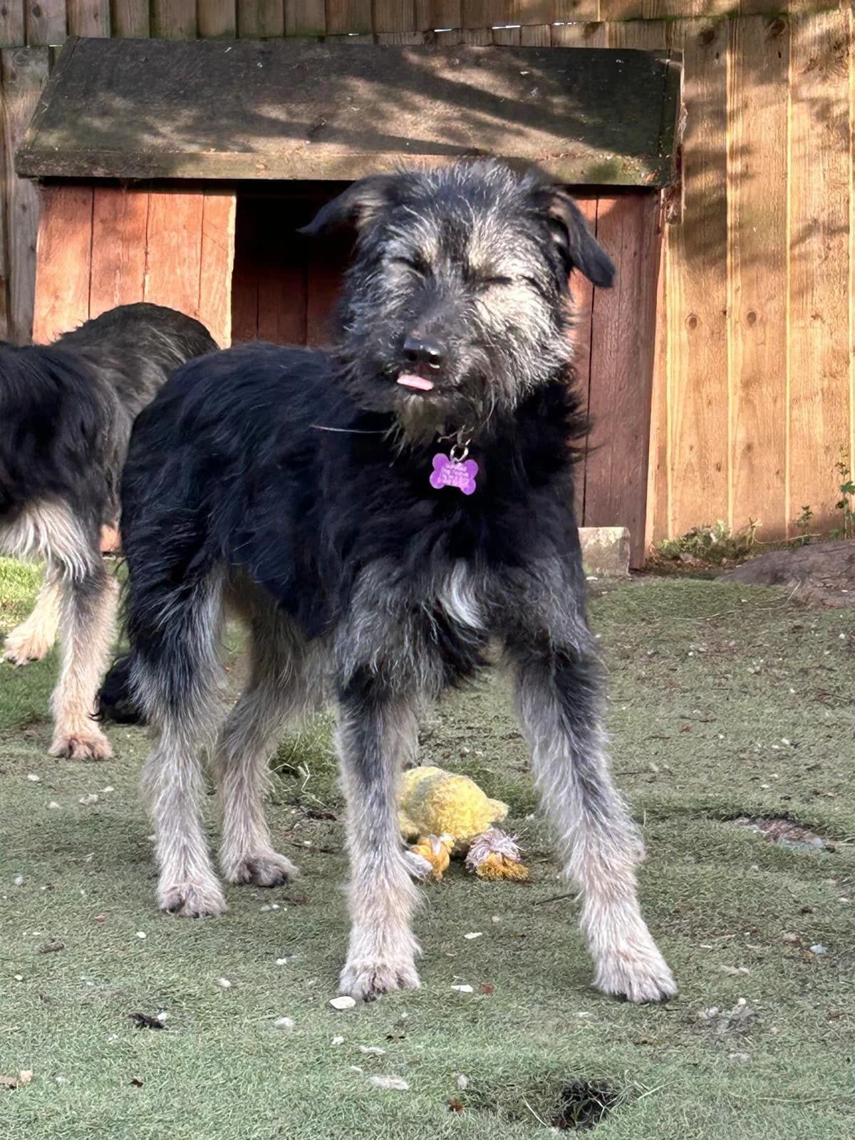 Tato,  puppy Mixed Breed for adoption at Oakwood Dog Rescue, Kingston upon Hull
