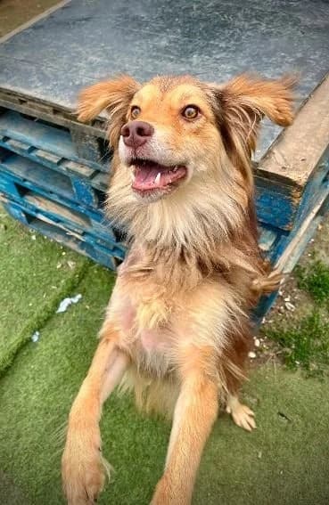 Titan, male young Mixed Breed for adoption at Oakwood Dog Rescue, Kingston upon Hull