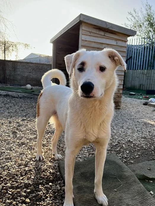 Wendy, female young Mixed Breed for adoption at Oakwood Dog Rescue, Kingston upon Hull
