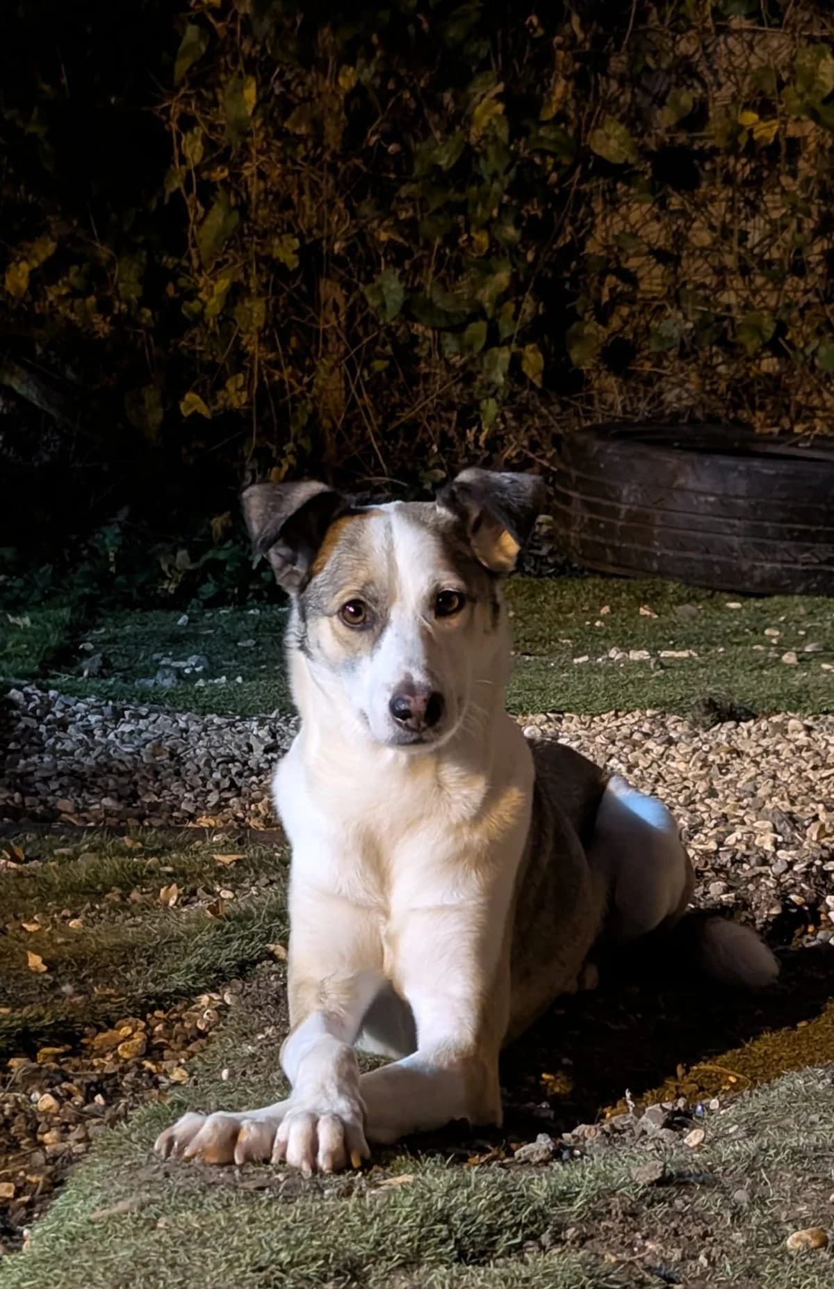 Wilma, female 4yo Mixed Breed for adoption at Oakwood Dog Rescue, Kingston upon Hull