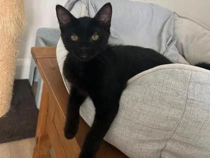Louie, male puppy Mixed Breed for adoption at RSPCA North Wiltshire (Oak & Furrows)