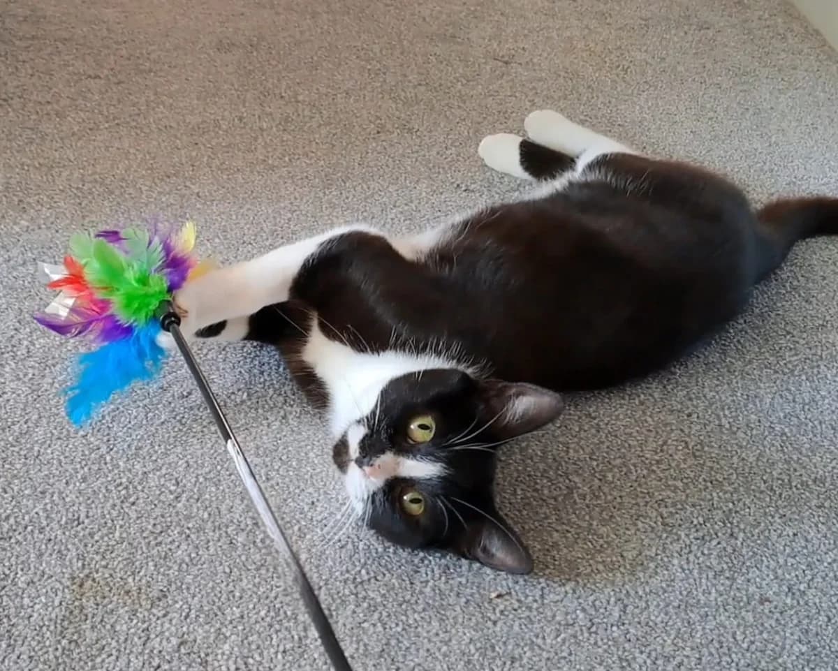 Mia, female young Mixed Breed for adoption at RSPCA North Wiltshire (Oak & Furrows)