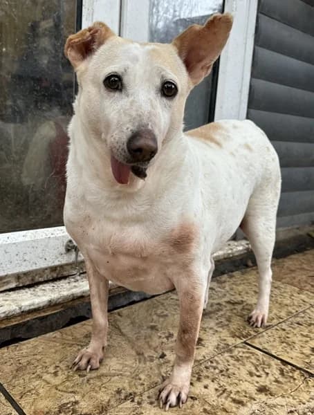 Lola, female senior Mixed Breed for adoption at The Oldies Club