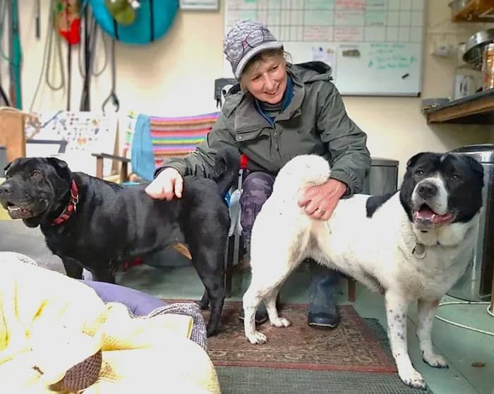 Millie  Tess, female young Mixed Breed for adoption at The Oldies Club