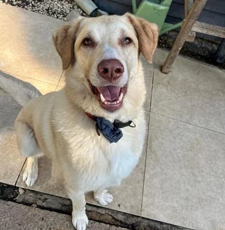 Marshal, male 6yo Mixed Breed for adoption at The Oldies Club