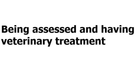 Oldies not yet available for adoption, female senior Mixed Breed for adoption at The Oldies Club