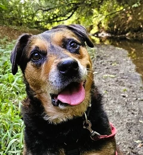 Casey, female senior Mixed Breed for adoption at The Oldies Club
