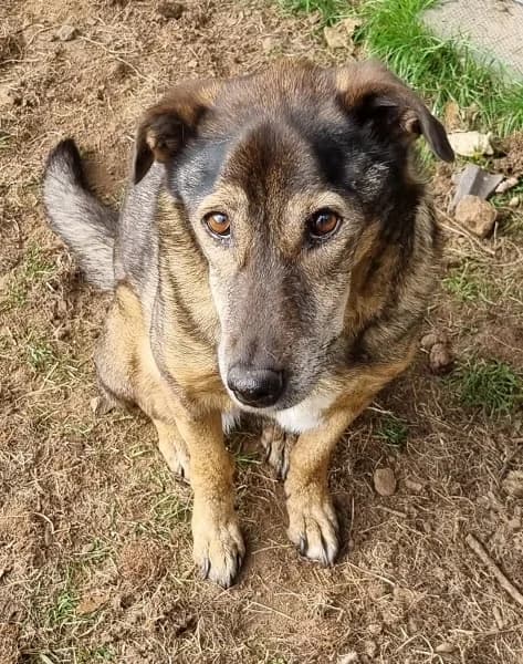 Iza, female senior Mixed Breed for adoption at The Oldies Club